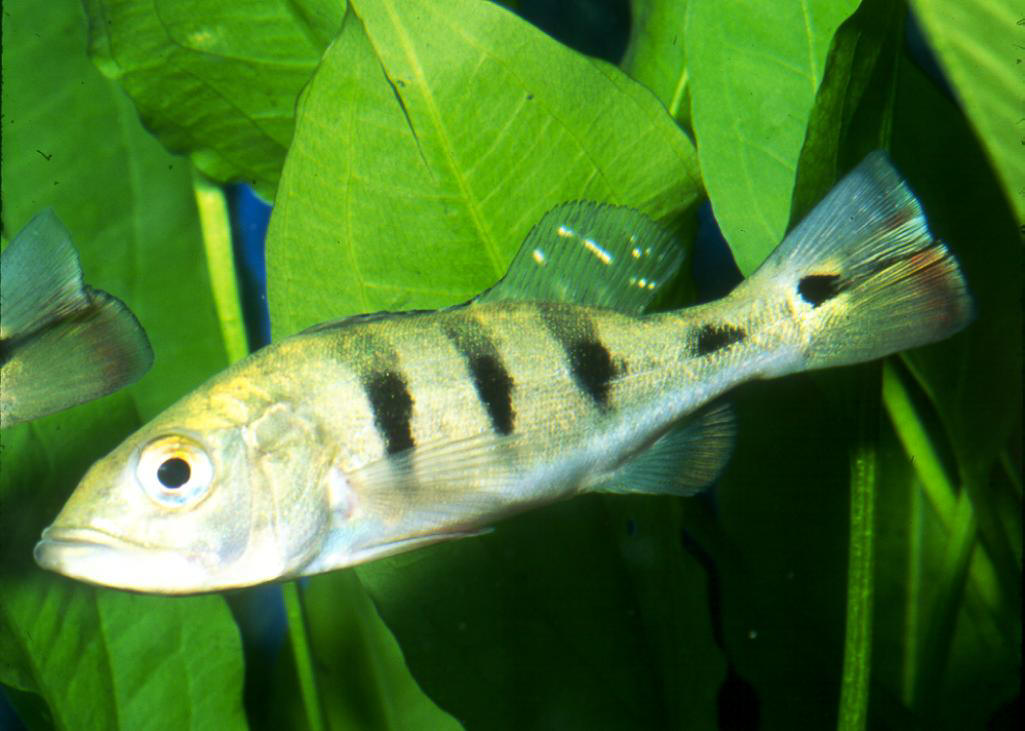 Cichla ocellaris